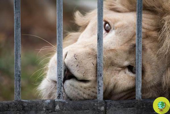 Lions bred in South Africa to become ingredients for sweets, wine and medicines