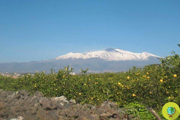 The Limone dell'Etna, Sicilian excellence cultivated for over two centuries, has obtained the IGP mark