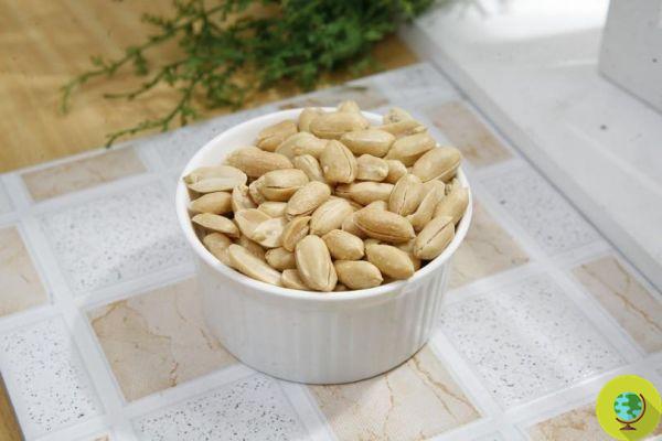 Manger des cacahuètes pour lutter contre l'allergie... aux cacahuètes !