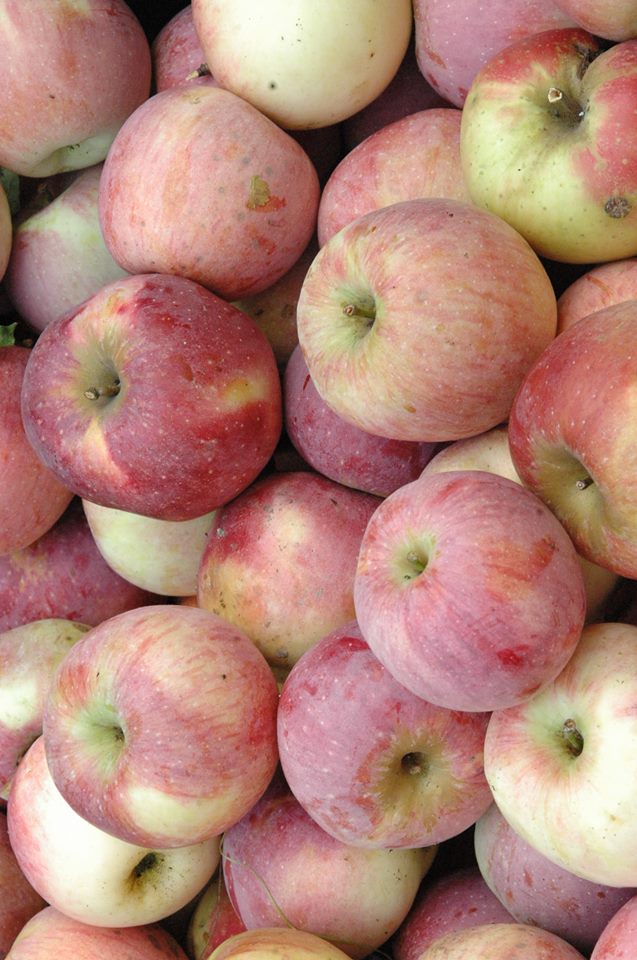 Malles : le pays des pommes qui a décidé d'interdire les pesticides