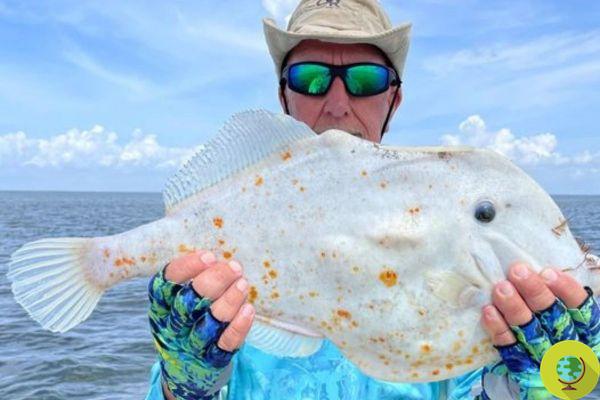 The photo of the 'tortilla' fish caught in Florida goes around the world (but it would be better not to eat it)