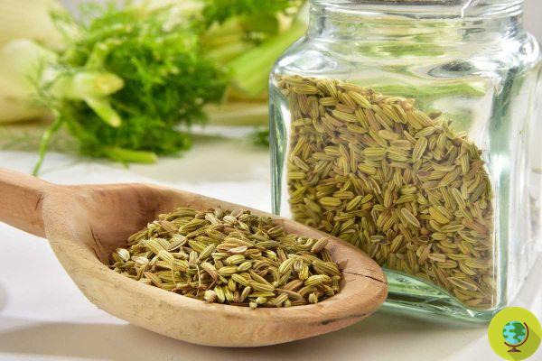 Fennel seeds: the 5 best ways to use them every day to deflate your belly and lose weight