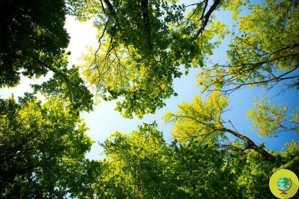 Too much CO2 in the air doesn't make trees grow faster