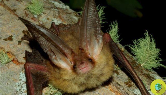 Influenza, the contagion also passes through bats