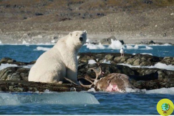 Polar bears forced to hunt reindeer due to climate crisis: first video in the world documented by scientists