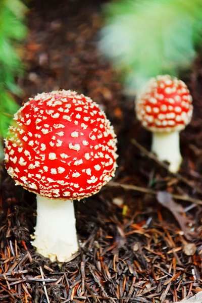 Colheita de cogumelos: dicas para evitar envenenamento