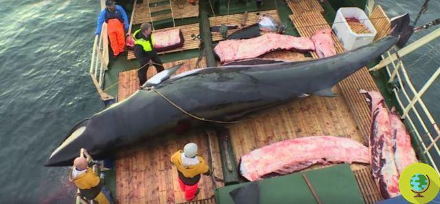 Whaling has started again in Norway: the slaughter of 1278 specimens has been authorized