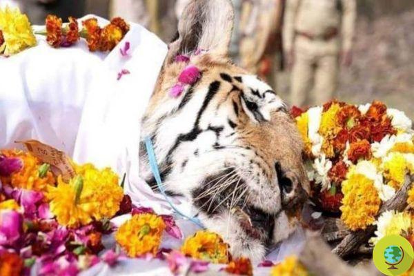 Flowers and prayers: India pays tribute to the tiger of the reserve who gave birth to 29 cubs