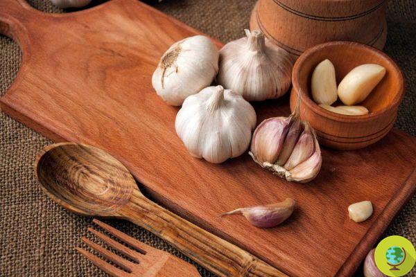 Garlic, have you ever tried to eat this natural antibiotic for breakfast on an empty stomach?