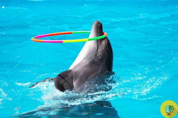 La victoire! TripAdvisor ne vendra plus de billets pour le delphinarium et les spectacles d'animaux marins