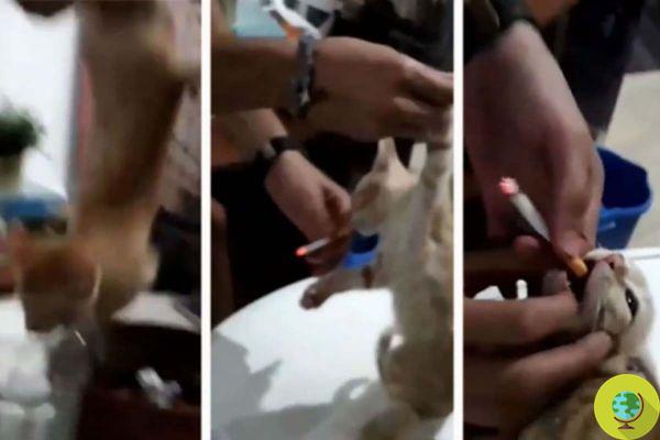 Kitten forced to smoke. The video goes viral and the perpetrators are identified and reported