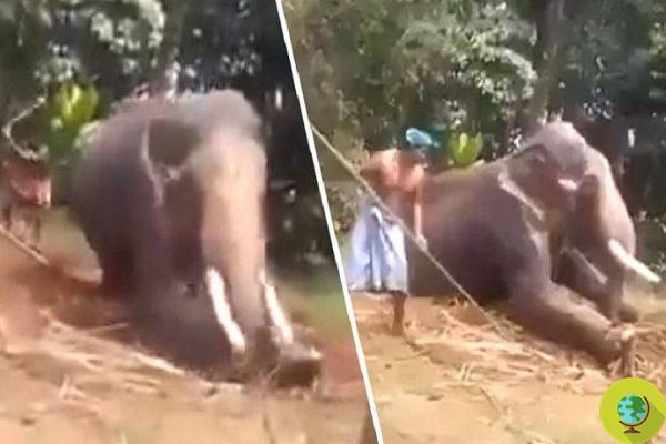 El elefante golpeado hasta la sangre por sus cuidadores. El vídeo que les queda