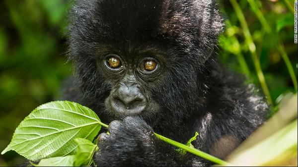 Mountain gorillas: the Congo rangers who risk their lives every day to protect them (PHOTO and VIDEO)