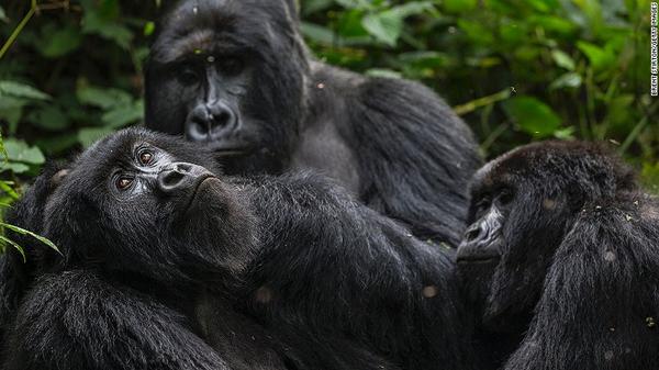 Mountain gorillas: the Congo rangers who risk their lives every day to protect them (PHOTO and VIDEO)