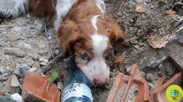 Rescued the dog buried alive for 40 hours in Brescia