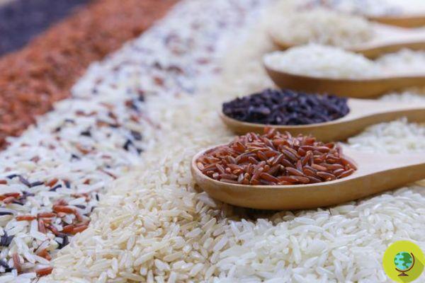 Rice is becoming less and less nutritious: CO2 is to blame