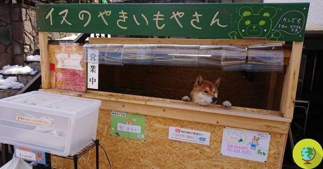 Hay una tienda de batatas asadas a cargo de este Shiba en Japón.