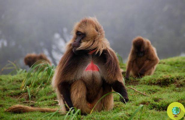 Gelada: the monkeys of Ethiopia that speak like humans (video)