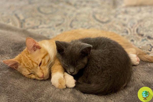 Gatinho abandonado em uma caixa se torna o melhor amigo de outro gato que procura uma casa e eles são adotados juntos