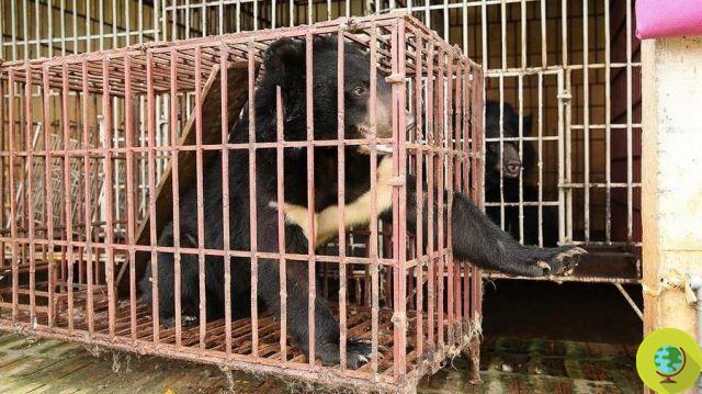 The bear rescued from the bile farms that walks upright like a human (VIDEO)