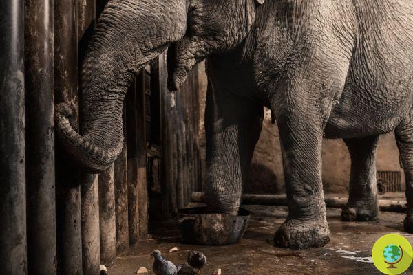 L'éléphant qui après des décennies d'emprisonnement au zoo retrouve sa liberté pendant la pandémie