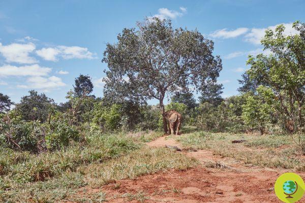 La elefanta que tras décadas de encierro en el zoológico recupera su libertad durante la pandemia