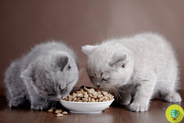 This is why your cat should only eat once a day. The results of a Canadian study