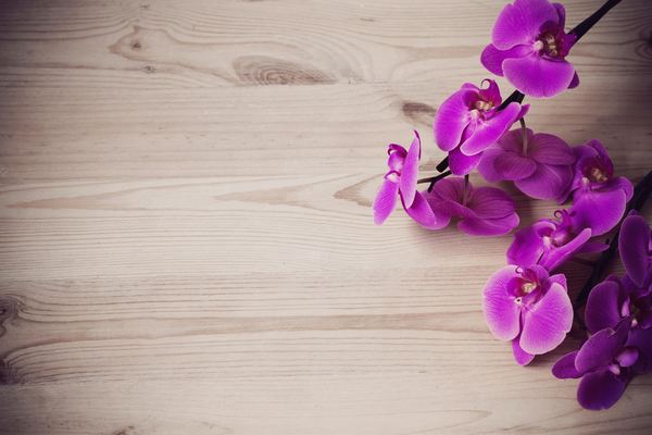 Orquídea: cómo cultivarla en casa y en el jardín.