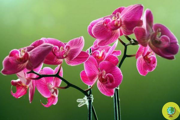 Orchidée : comment la cultiver à la maison et dans le jardin