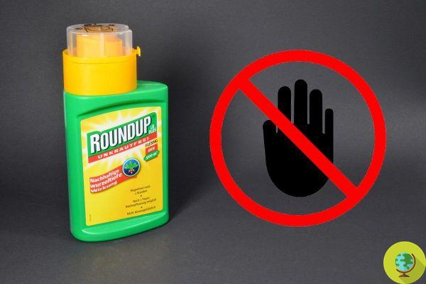 Luxembourg bans glyphosate. Will it be the first European country to really do this?