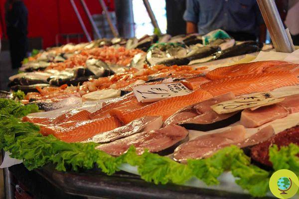 Fraude alimentaire : le poisson fait partie des aliments les plus à risque, savez-vous à quoi faire attention ?