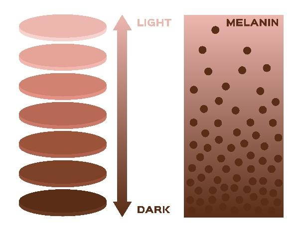Melanin: what it is, what it is used for and when to take natural supplements