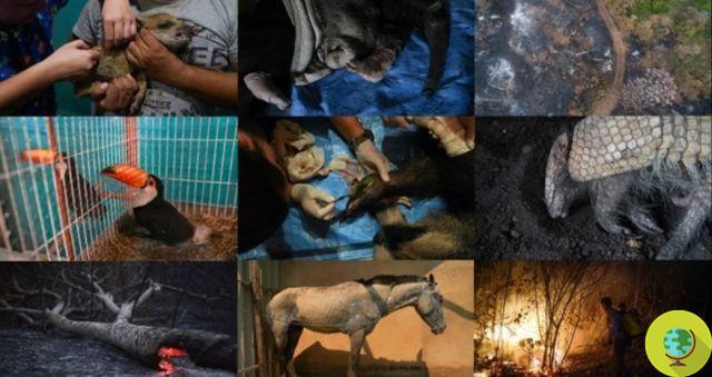 El centro de recuperación de Bolivia lucha por salvar a los animales heridos por los incendios en la Amazonía