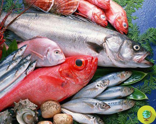 Fish accumulate antidepressants, antibiotics and other pollutants
