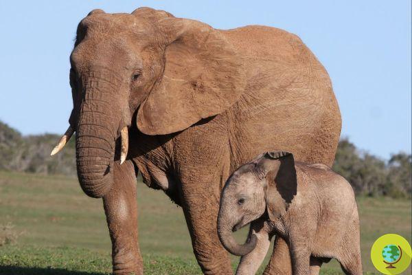 Nous arrêtons la vente de licences pour chasser 500 éléphants menacés d'extinction au Zimbabwe (PETITION)