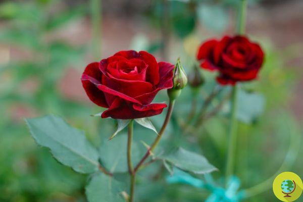 Flores vermelhas: significado e as 20 variedades mais bonitas