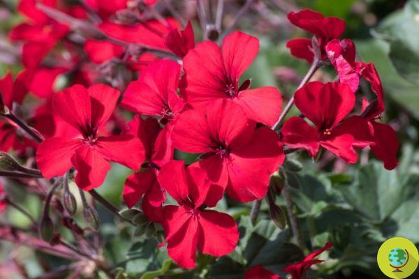 Fleurs rouges : signification et les 20 plus belles variétés