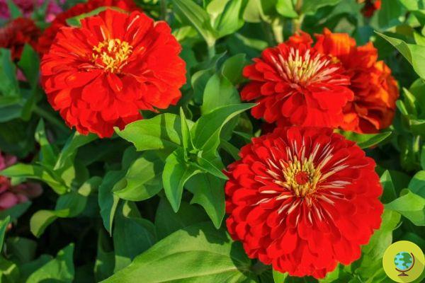 Red flowers: meaning and the 20 most beautiful varieties