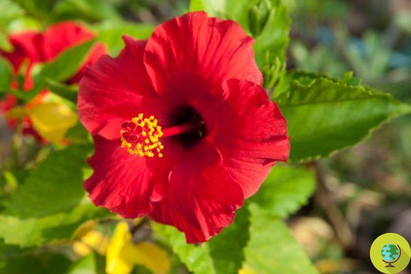 Fleurs rouges : signification et les 20 plus belles variétés