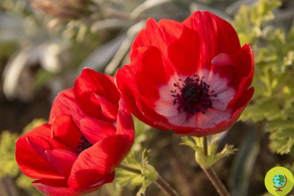 Flores rojas: significado y las 20 variedades más bellas.