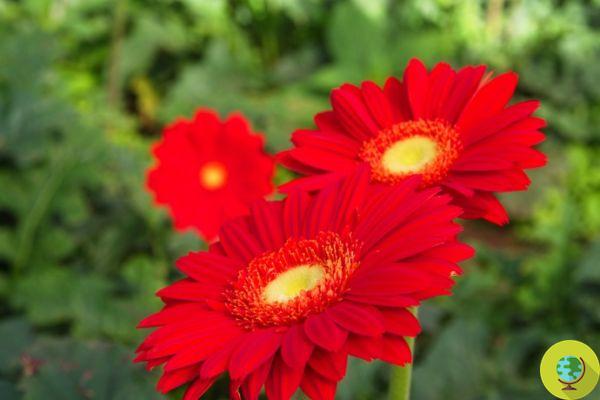 Flores rojas: significado y las 20 variedades más bellas.