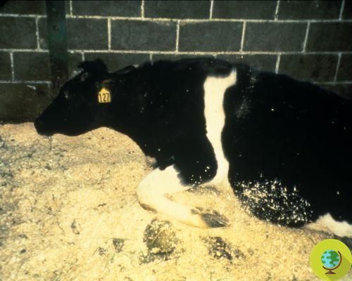Alimento animal falso: maxi-incautación en La Spezia, había peligro de vaca loca