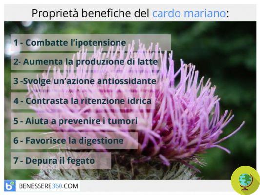 Milk thistle, properties and uses of the plant that cleanses the liver