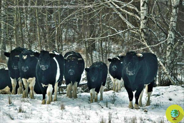 Las vacas de Chernóbil se han vuelto salvajes y viven libres y felices