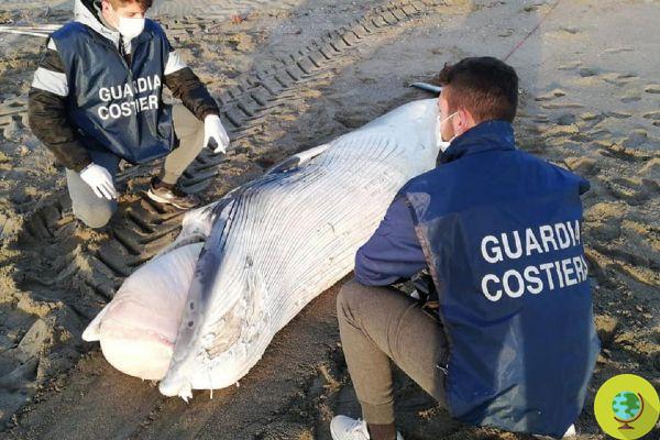 Cachorro de una especie muy rara de ballena Minke encontrado muerto en Fregene