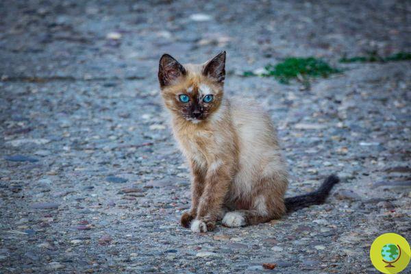 Federação Felina Internacional proíbe gatos russos de participar de competições internacionais