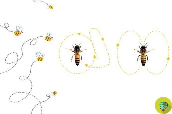 The bee dance: a wonderful way to communicate