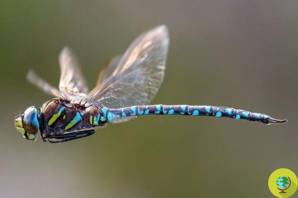 The climate crisis causes male dragonflies to 