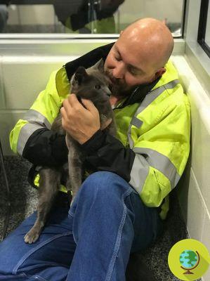 Camionero rompe a llorar tras encontrar a su gato desaparecido desde hace meses
