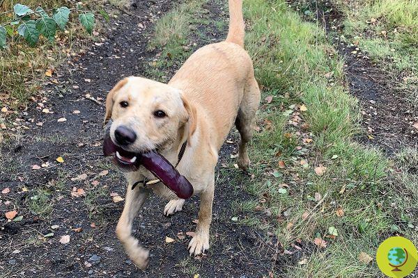Forced to chase the Labrador dog for 15 minutes, who refuses to give up the sex toy found in the park